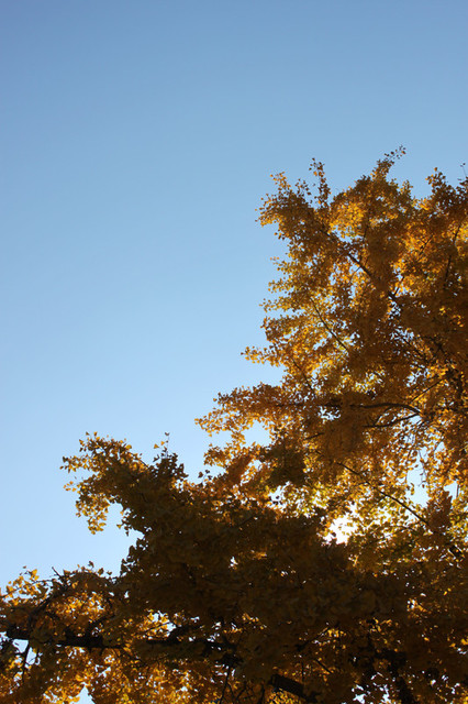 Img_1465 Img_1465