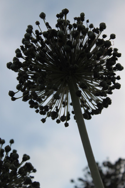 Img_3373 Img_3373